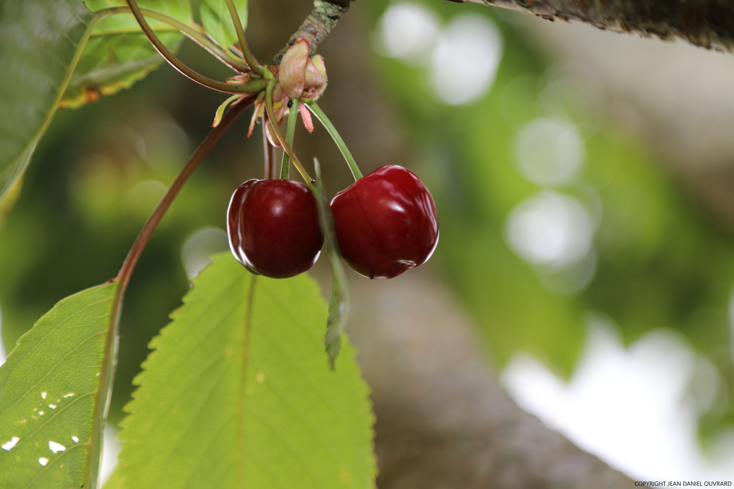 CERISES CERISES