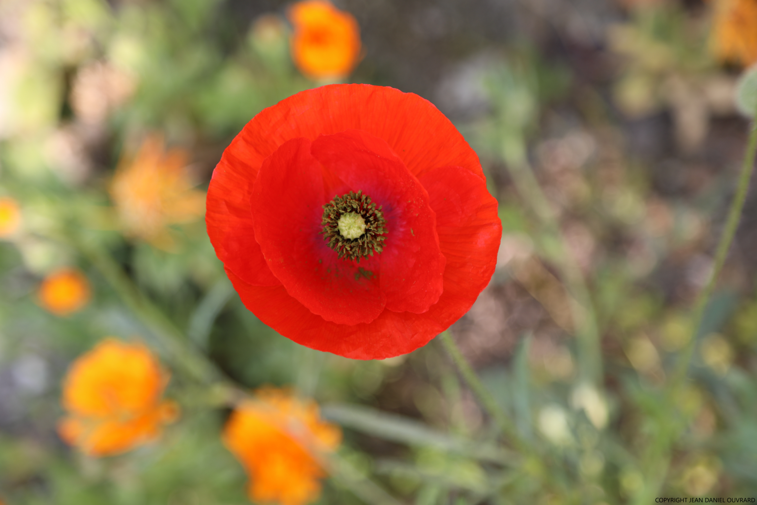 COQUELICOT COQUELICOT