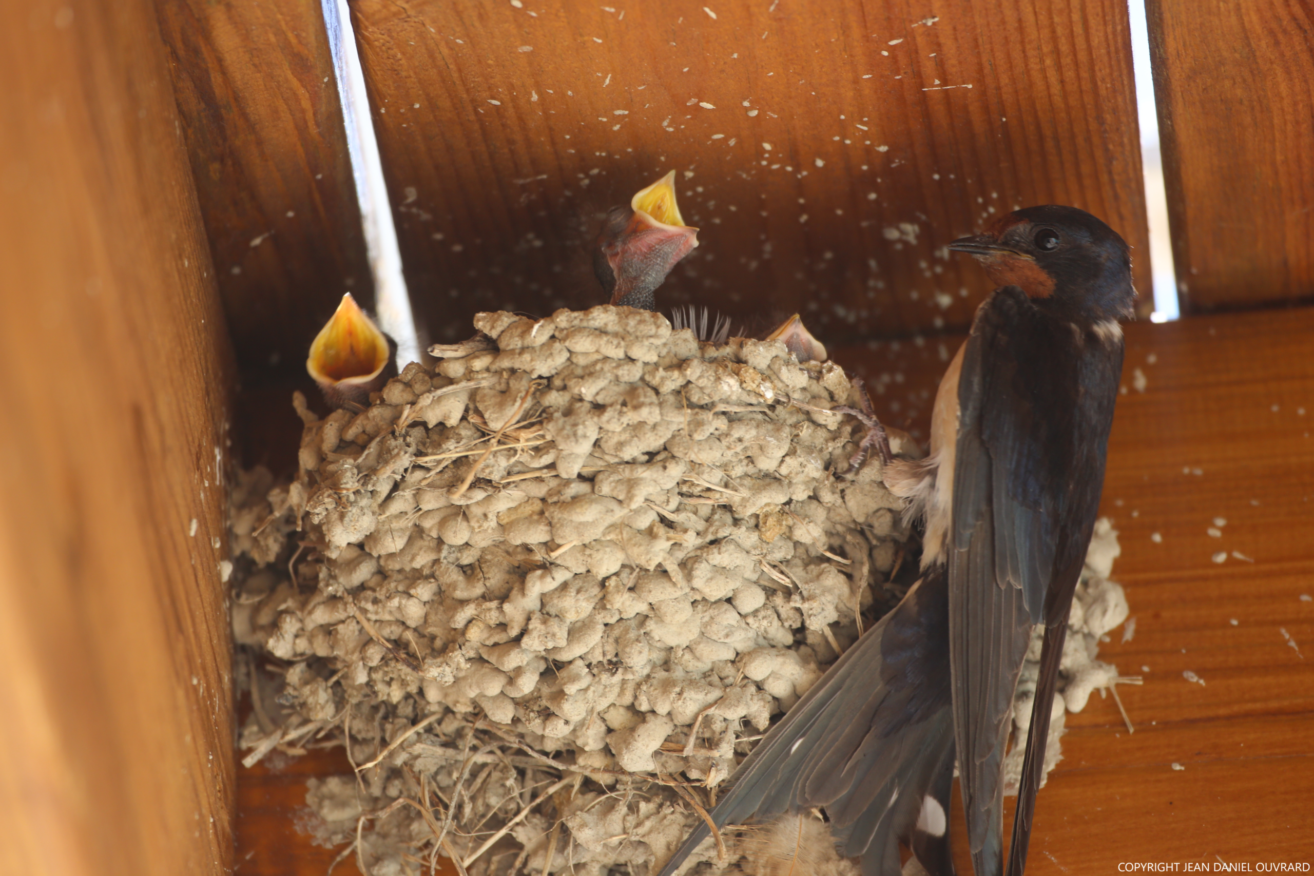 HIRONDELLES HIRONDELLES